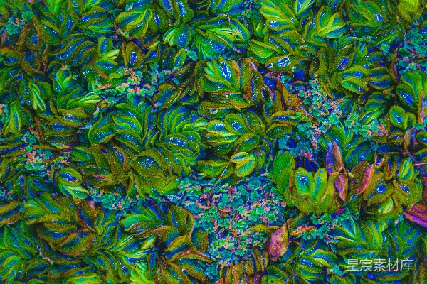 高清摄影 水生植物的色彩斑斓