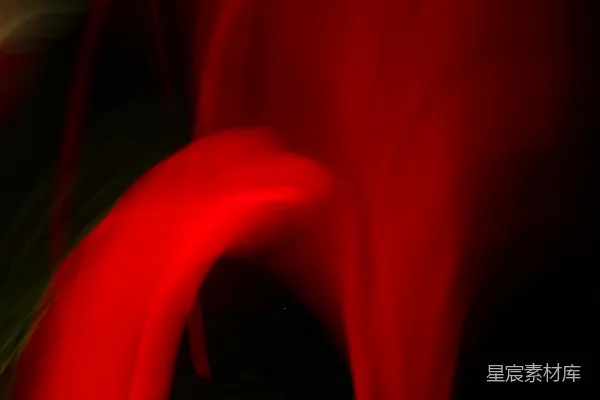 高清摄影 红玫瑰的柔美与神秘