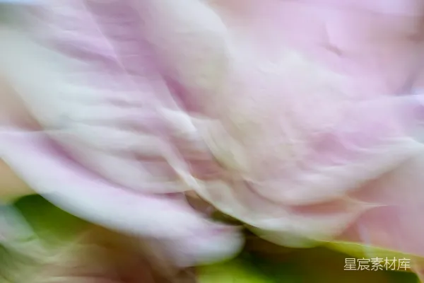 高清摄影 梦幻花瓣