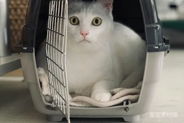 高清摄影 猫咪的旅行箱