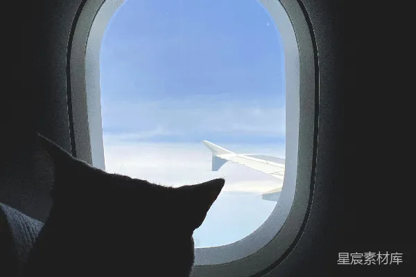 高清摄影 飞机窗外的猫咪