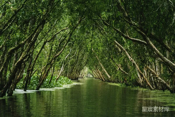 高清摄影 水道上的森林隧道