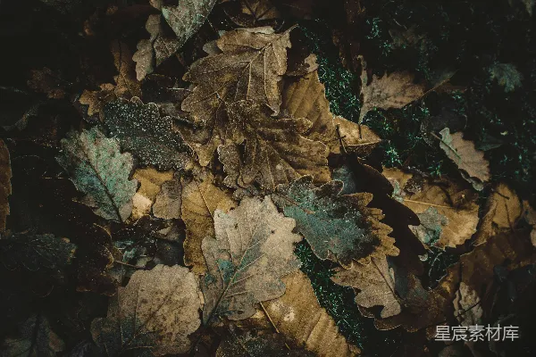 高清摄影 落叶的暗色调背景