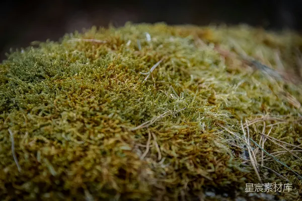 高清摄影 苔藓特写