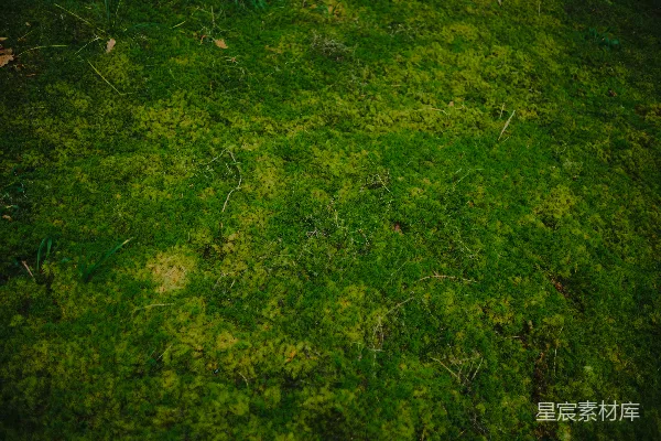 高清摄影 苔藓覆盖的地面