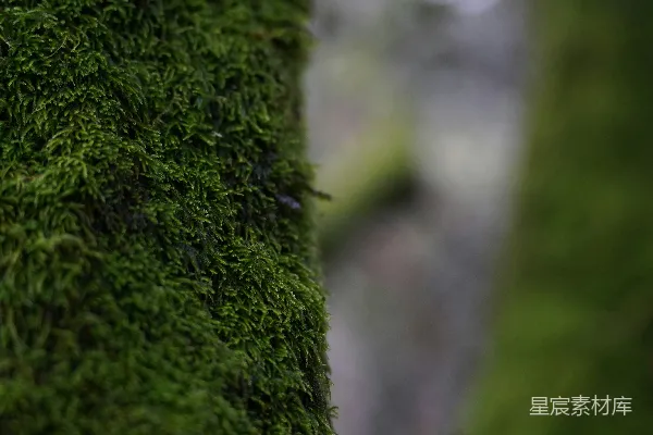 高清摄影 苔藓的自然之美