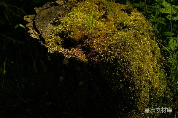 高清摄影 苔藓覆盖的树桩