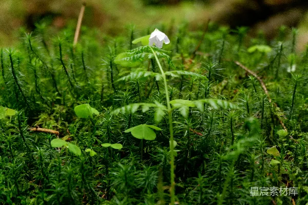高清摄影 森林中的白花与苔藓