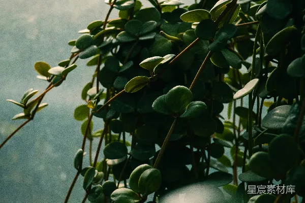 高清摄影 悬挂绿植的窗边