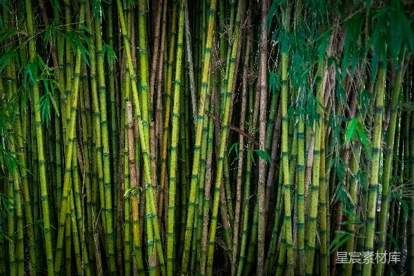 高清摄影 茂密的竹林