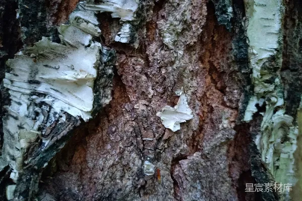 高清摄影 树皮特写