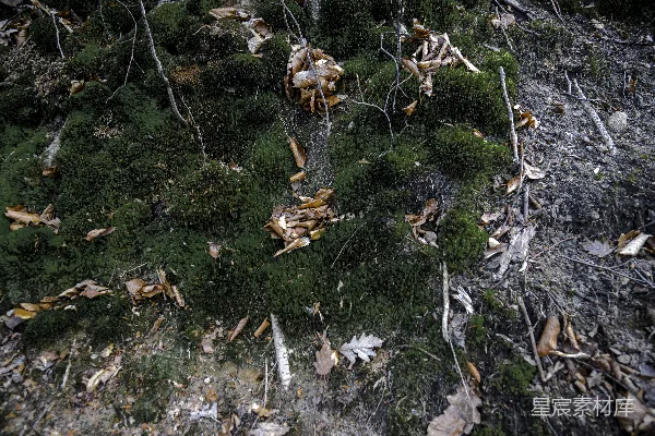 高清摄影 森林地表的苔藓与落叶