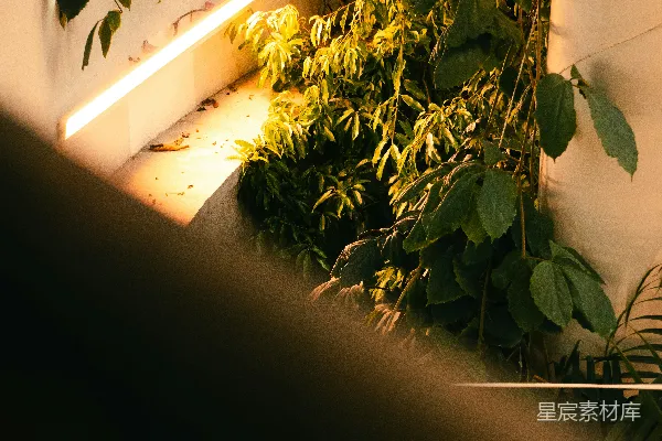 高清摄影 温暖的植物角落