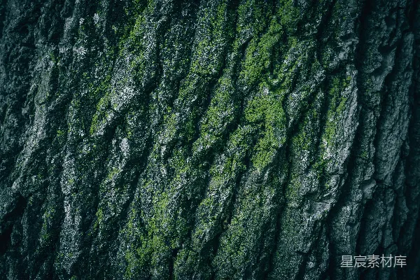高清摄影 青苔覆盖的树皮纹理