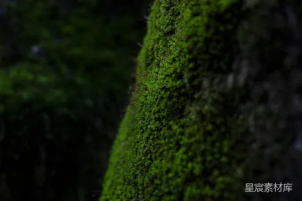 高清摄影 森林中的苔藓