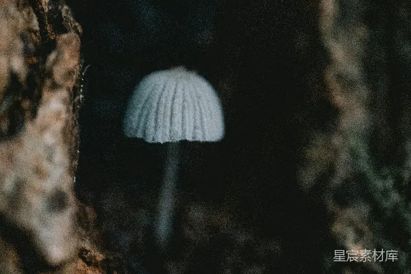 高清摄影 神秘森林中的小蘑菇