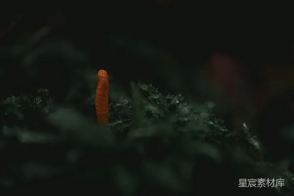 高清摄影 森林中的神秘红色蘑菇