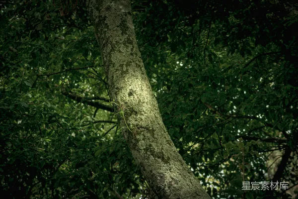 高清摄影 深林中的古老树干