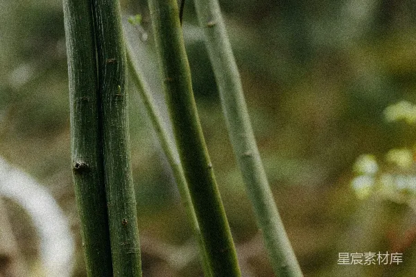 高清摄影 森林中的绿色树干