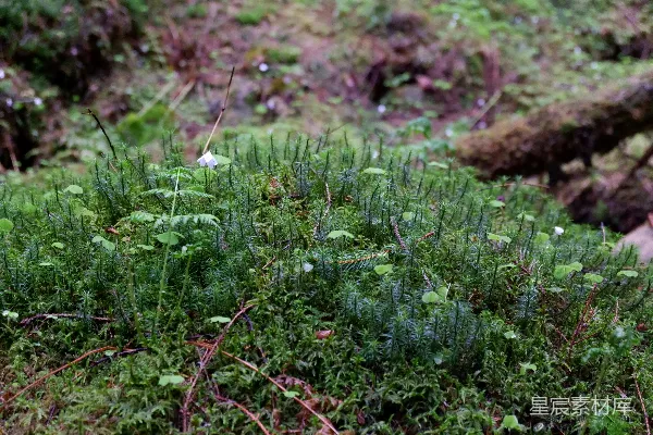 高清摄影 森林中的苔藓与小花
