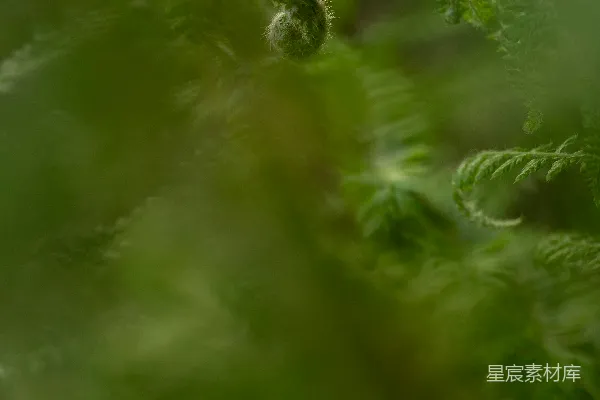 高清摄影 初生的蕨叶