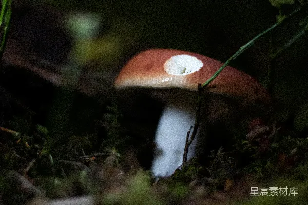 高清摄影 森林中的神秘蘑菇