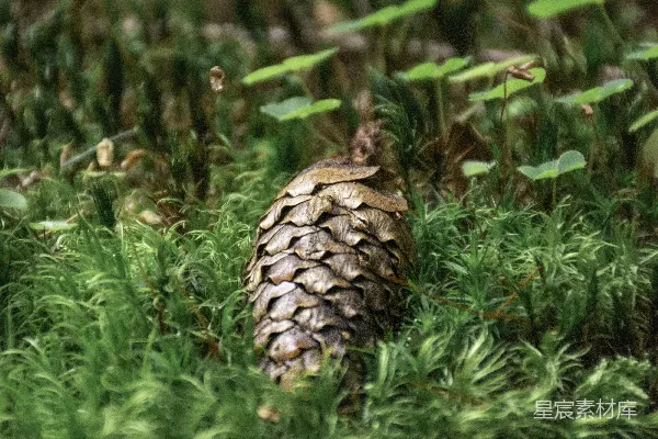 高清摄影 松果与苔藓的自然之美