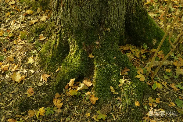 高清摄影 秋季树根上的苔藓