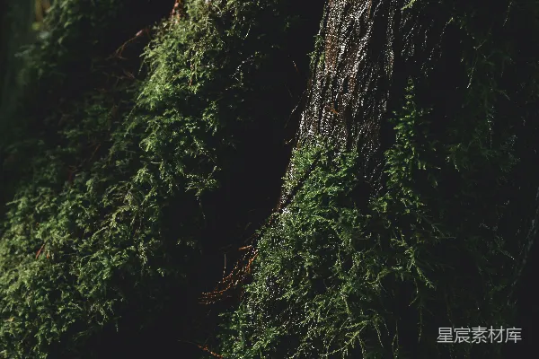 高清摄影 苔藓覆盖的古老树干