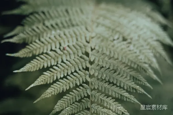 高清摄影 蕨类植物的精致纹理