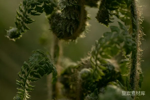 高清摄影 晨光中的蕨类植物