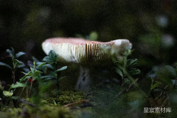 高清摄影 森林中的神秘蘑菇