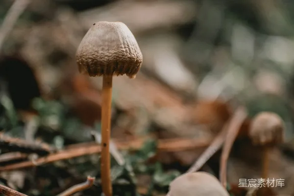 高清摄影 森林中的蘑菇