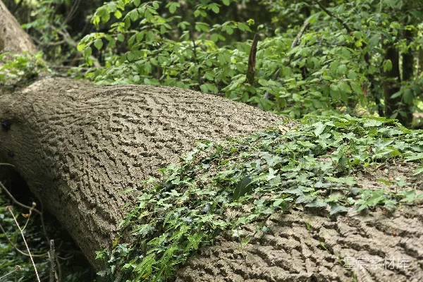 高清摄影 森林中的倒木与绿植