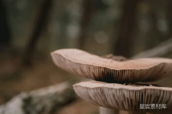 高清摄影 森林中的蘑菇