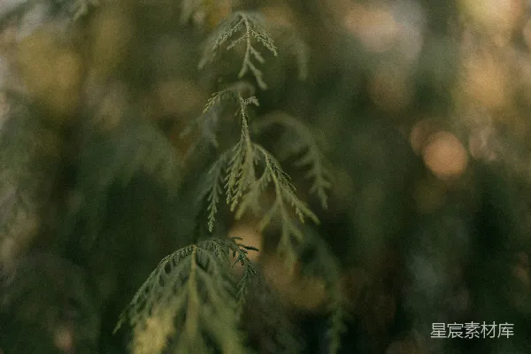 高清摄影 模糊的绿色植物特写