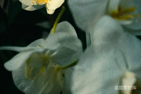高清摄影 淡雅兰花