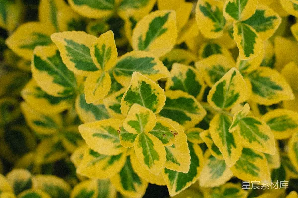 高清摄影 金边绿叶植物特写