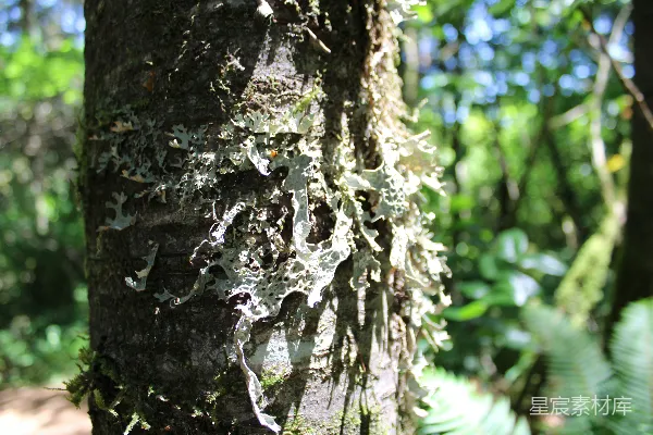高清摄影 树干上的苔藓