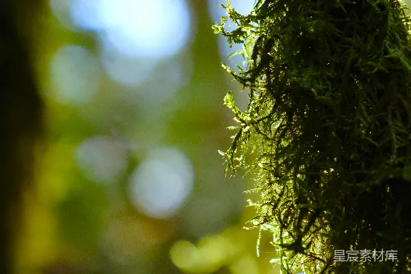 高清摄影 森林中的阳光与苔藓