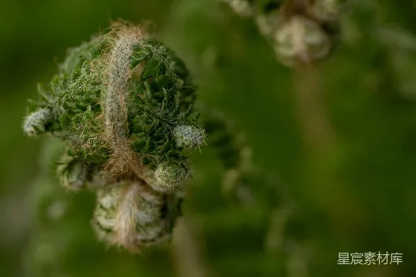 高清摄影 初生的蕨类植物