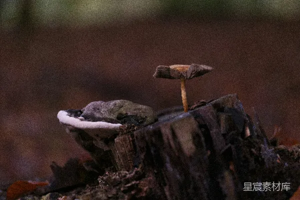 高清摄影 森林中的小蘑菇