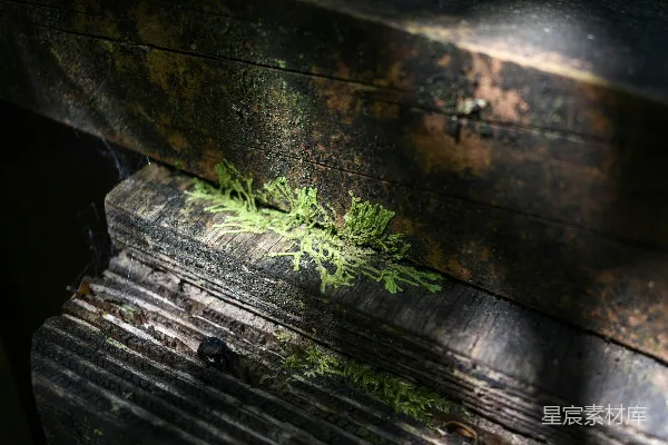 高清摄影 苔藓与木板的自然之美