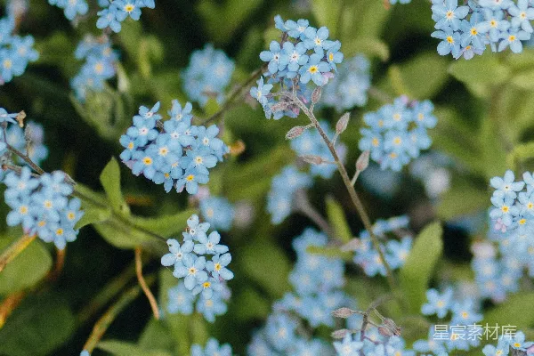 高清摄影 淡雅蓝花：勿忘我