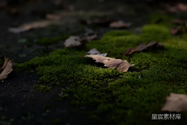 高清摄影 落叶与苔藓的自然景象