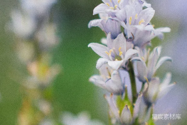 高清摄影 淡紫色的花蕾