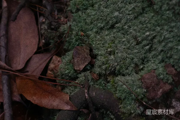 高清摄影 苔藓与落叶