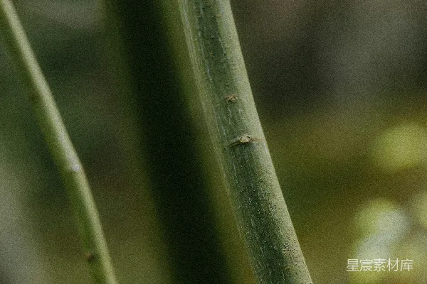 高清摄影 竹子的自然纹理