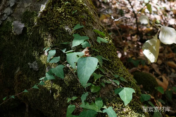 高清摄影 树干上的苔藓与常春藤
