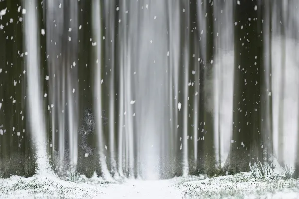 高清摄影 雪中的森林小径